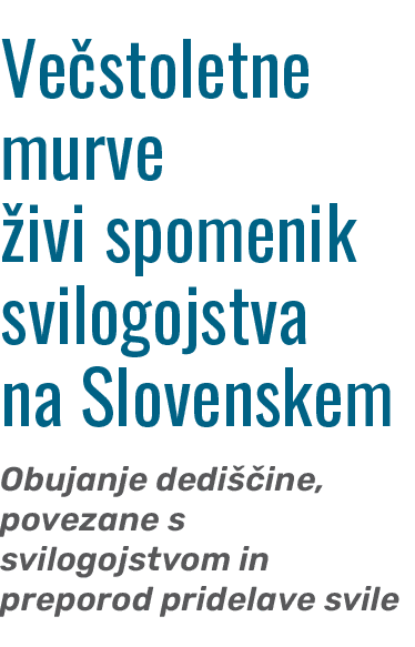 ﻿Ve stoletne murve ivi spomenik svilogojstva na Slovenskem Obujanje dedi  ine, povezane s svilogojstvom in preporod ...