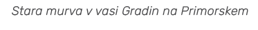 Stara murva v vasi Gradin na Primorskem