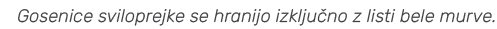 Gosenice sviloprejke se hranijo izklju no z listi bele murve.