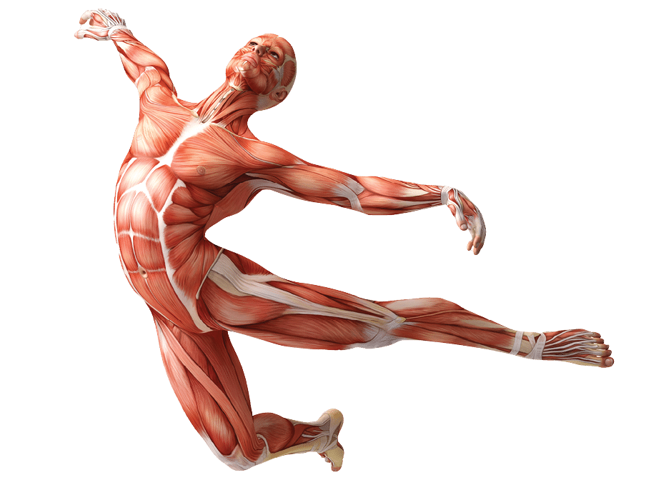 anatomy, muscles isolated on white