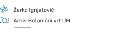 ￼,, arko Ignjatovi ,,,,￼,,Arhiv Botani ni vrt UM,,, ￼