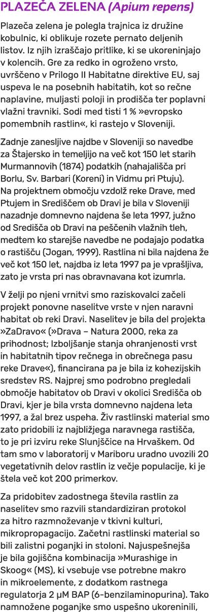 PLAZE A ZELENA (Apium repens) Plaze a zelena je polegla trajnica iz dru ine kobulnic, ki oblikuje rozete pernato delj...