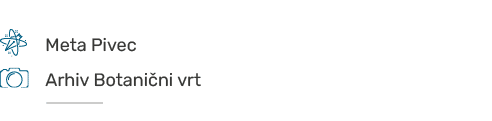 ￼,,Meta Pivec,,,,￼,,Arhiv Botani ni vrt,,, ￼
