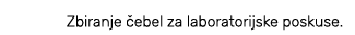 Zbiranje ebel za laboratorijske poskuse.